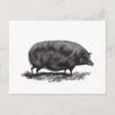 Recherche de porc cartes postales Illustration