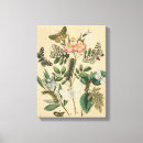 Recherche de toile de papillon Insectes