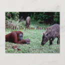 Recherche de bornéo cartes postales Indonésie