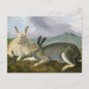Recherche de john james audubon cartes postales Animal