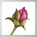 Recherche de rose et bourgeon de rose posters Nature
