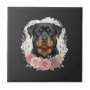 Recherche de rottweiler carreaux Weimaraner