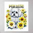 Recherche de chiots mignons posters Chien blanc