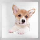 Recherche de cute corgi art Pembroke welsh corgi