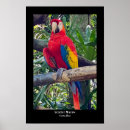 Recherche de le costa rica posters Jungle