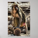 Recherche de babouin posters Faune
