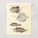 Recherche de poissons colorés cartes postales Illustration