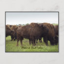 Recherche de bovids Bison