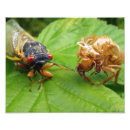 Recherche de cigale posters Insectes