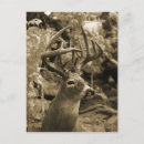 Recherche de trophée cartes postales Cerf
