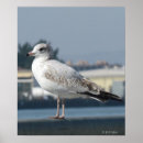 Recherche de mouettes posters Oiseaux