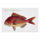 Recherche de dessin poisson rouge posters Nature