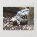 Recherche de coquille de tortue cartes postales Tortues