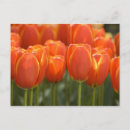 Recherche de keukenhof cartes postales Gros plan