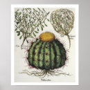 Recherche de rosa posters Fleurs