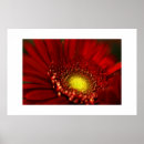 Recherche de gerbera rouge posters Marguerite