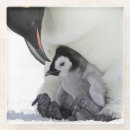 Recherche de pingouin dessous de verres Animal