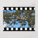 Recherche de de cacatoès cartes postales Oiseau