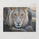 Recherche de regard de lion posters Gros plan
