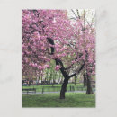 Recherche de joli arbre cartes postales Cerise