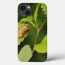 Recherche de faune et flore coques Animal
