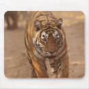 Recherche de tigre du bengale tapis souris Parc national
