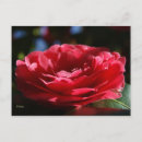 Recherche de camélias cartes postales Photographie