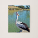 Recherche de pelican puzzles Faune