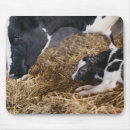 Recherche de veau vache tapis souris Agriculture