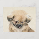 Recherche de pékinois cartes postales Chiot