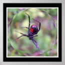 Recherche de veuve noire posters Nature