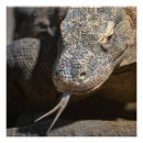 Recherche de komodo posters Sauvage