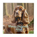 Recherche de cocker carreaux Amoureux des chiens