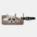 Recherche de bouledogue français bagages étiquettes Photographie