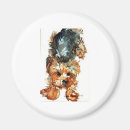 Recherche de yorkshire terrier magnets Animaux