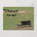 Recherche de angus cartes postales Vache