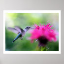 Recherche de fuschia posters Magenta
