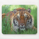 Recherche de yeux tigre tapis souris Chat