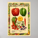 Recherche de piments posters Cuisine