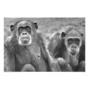 Recherche de petit singe posters Chimpanzé