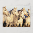 Recherche de camargue cartes postales Ferme