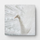 Recherche de plumes plaques Paon