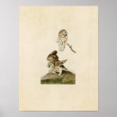 Recherche de petit hibou posters Illustration