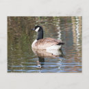 Recherche de faune et flore cartes postales Eau