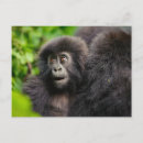 Recherche de bébé gorille cartes postales Primate