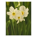 Recherche de narcisse art Fleurs de printemps
