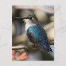 Recherche de helena cartes postales Oiseau