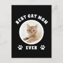 Recherche de photo de chat cartes postales Animal