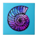 Recherche de nautilus carreaux Coquillage