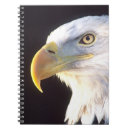 Recherche de leucocephalus de haliaeetus Aigle